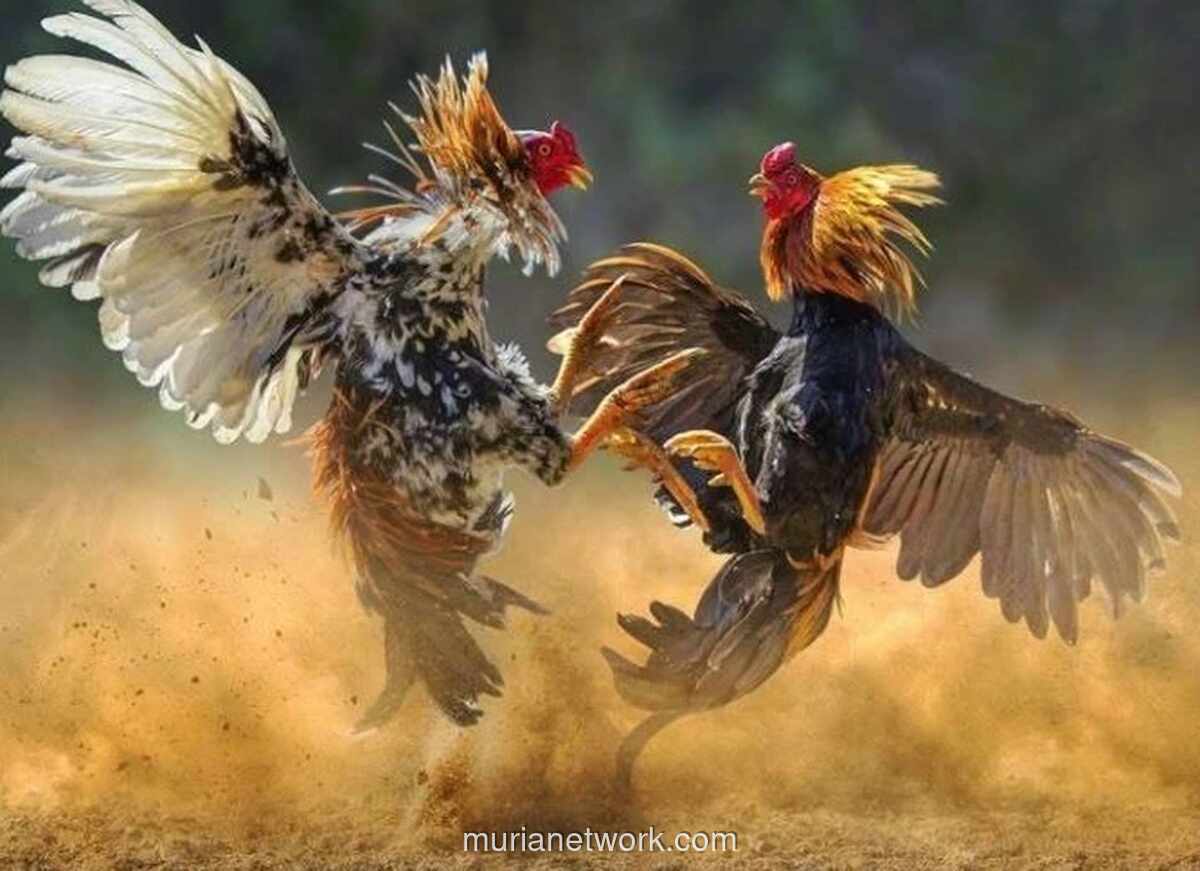 Polrestabes Makassar Amankan 52 Orang dalam Penggerebekan Judi Sabung Ayam, Enam Tersangka Termasuk Pengacara