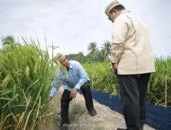 Mentan Amran Perkenalkan Teknologi Padi PM-AAS, Klaim Produktivitas Tembus 12,4 Ton per Hektare