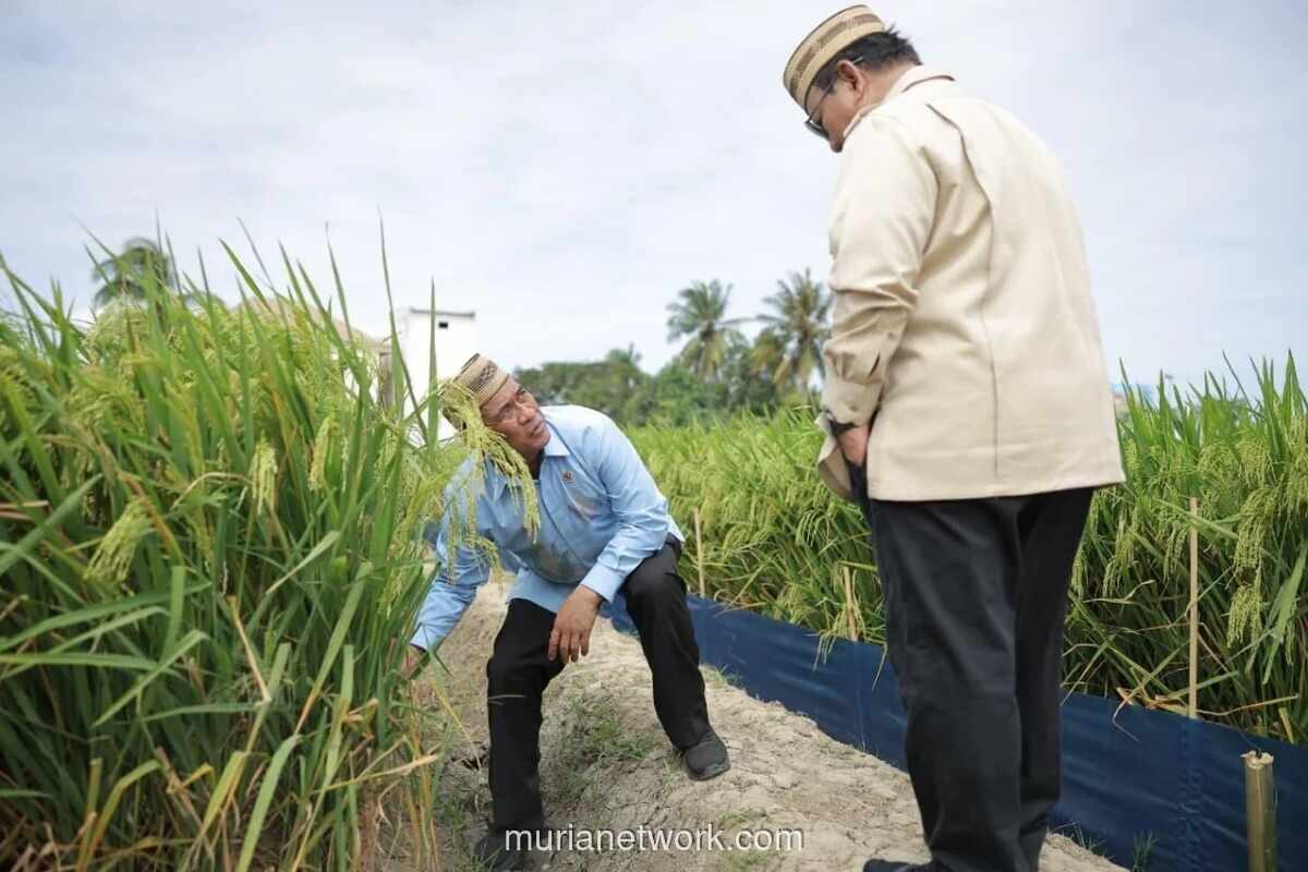 Mentan Amran Perkenalkan Teknologi Padi PM-AAS, Klaim Produktivitas Tembus 12,4 Ton per Hektare