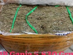 Polri Gagalkan Pengiriman 5,8 Kg Ganja dari Padang ke Banyuwangi, Tiga Tersangka Ditangkap