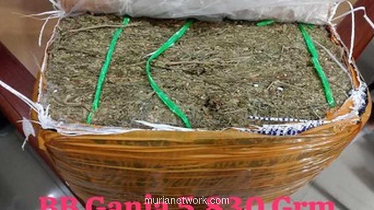 Polri Gagalkan Pengiriman 5,8 Kg Ganja dari Padang ke Banyuwangi, Tiga Tersangka Ditangkap