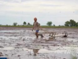 Petani Takut Gagal Panen Akibat Isu El Nino Godzilla, Pemerintah Kesulitan Meyakinkan Mereka untuk Kembali Bertani