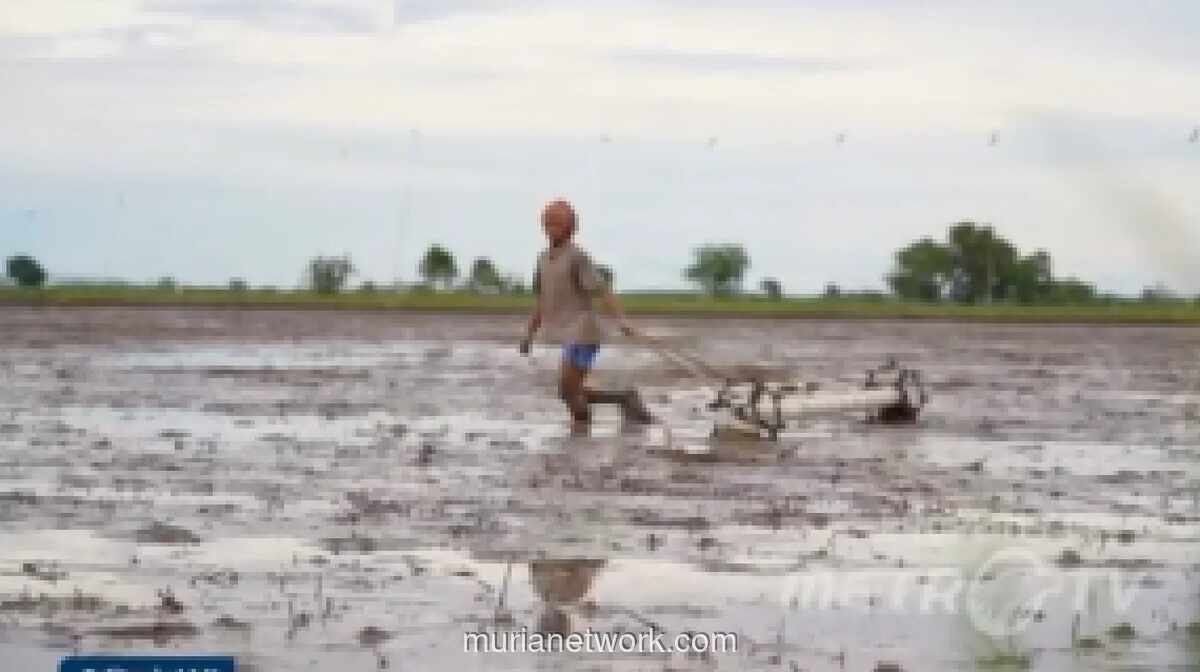 Petani Takut Gagal Panen Akibat Isu El Nino Godzilla, Pemerintah Kesulitan Meyakinkan Mereka untuk Kembali Bertani