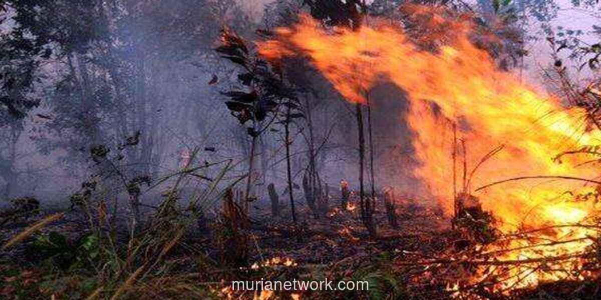BMKG Peringatkan Musim Kemarau 2026 Lebih Panjang dan Kering, Puncak Kekeringan di Agustus
