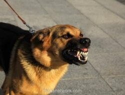 Polisi Periksa 57 Saksi dan Sita 21 Mobil Terkait Bocah Tewas Digigit Anjing Pemburu Babi di Bogor