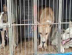 Kecamatan Jasinga Usulkan Aturan Perburuan Usai Bocah Tewas Diserang Anjing Pemburu