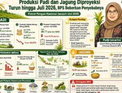 Produksi Beras Nasional Januari-Juli 2026 Diprediksi Turun 0,35 Persen, BPS Catat Penurunan Signifikan pada April