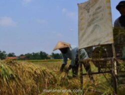 Bulog Serap 3 Juta Ton Setara Beras dari Petani hingga Juni 2026, Capai 75 Persen Target Tahunan