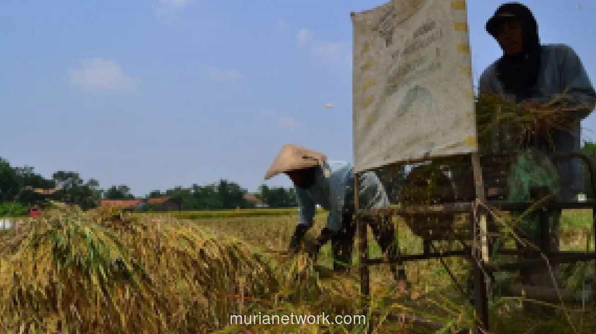 Bulog Serap 3 Juta Ton Setara Beras dari Petani hingga Juni 2026, Capai 75 Persen Target Tahunan
