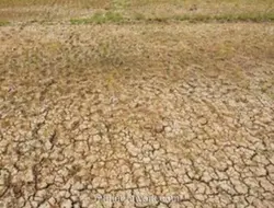 BNPB Rincikan Langkah Mitigasi Kekeringan Hadapi Ancaman El Nino
