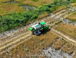 Program Cetak Sawah Rakyat di Papua Tingkatkan Produktivitas Padi hingga 7 Ton per Hektare