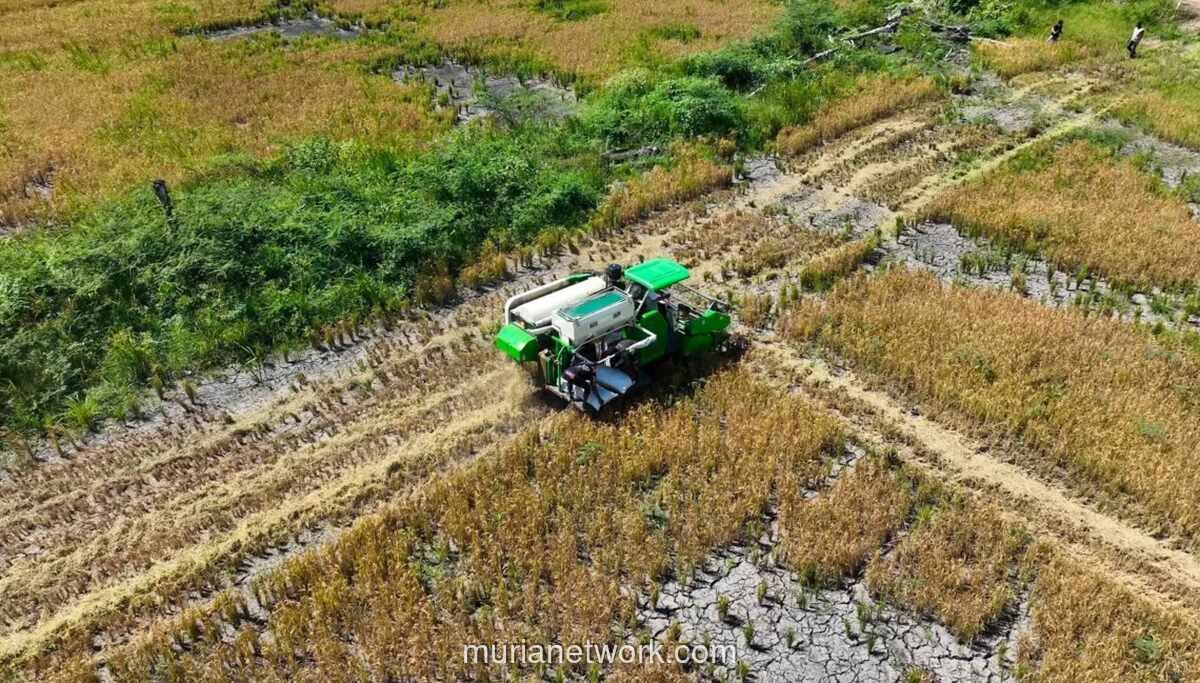 Program Cetak Sawah Rakyat di Papua Tingkatkan Produktivitas Padi hingga 7 Ton per Hektare