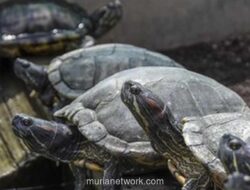 China Peringatkan Bahaya ‘Kura-Kura Mata-Mata’ yang Diduga Jadi Alat Intelijen Asing