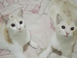 Bukan Rumah, Tapi Kucing: Tempat Pulang yang Tak Pernah Menghakimi
