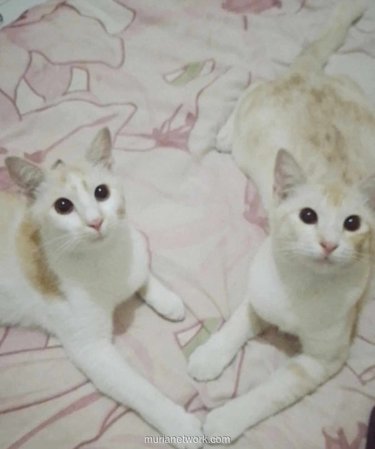 Bukan Rumah, Tapi Kucing: Tempat Pulang yang Tak Pernah Menghakimi