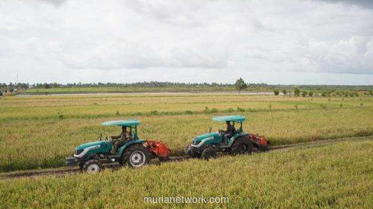 Harga Beras di Merauke Turun Hampir 50 Persen Berkat Program Cetak Sawah dan Optimasi Lahan