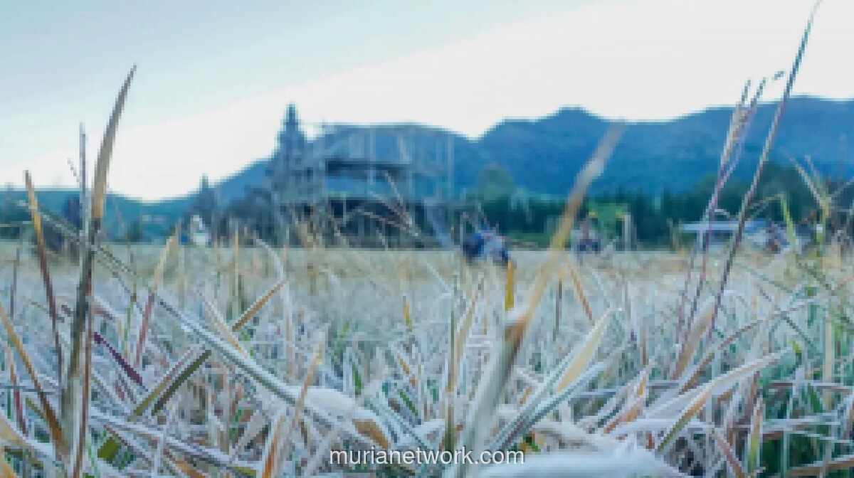 Embun Beku ‘Bun Upas’ Kembali Muncul di Dieng, Suhu Capai 1 Derajat Celsius