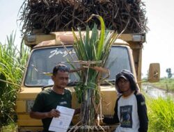 Kementan Salurkan Benih Tebu Unggul ke Jawa untuk Dorong Swasembada Pangan