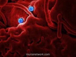 WHO Tetapkan 10 Negara Afrika Berisiko Tinggi Terkena Ebola Akibat Penyebaran yang Meluas
