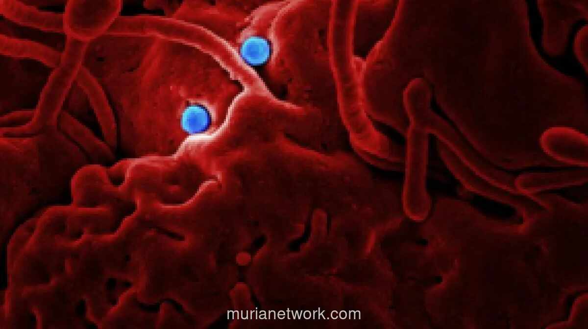WHO Tetapkan 10 Negara Afrika Berisiko Tinggi Terkena Ebola Akibat Penyebaran yang Meluas