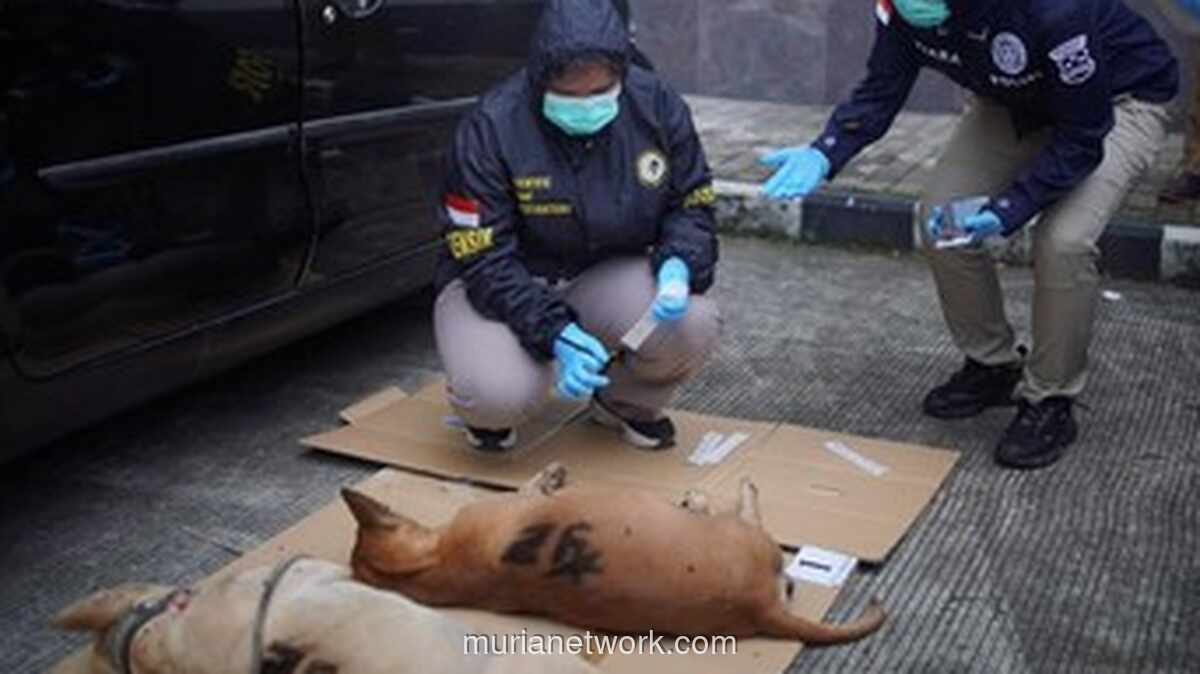 Bocah 9 Tahun Tewas Diserang Anjing Pemburu Babi Hutan di Bogor, Pemilik Anjing Jadi Tersangka