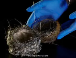 Sarang Burung dari Kabel Serat Optik Ditemukan di Garis Depan Perang Ukraina