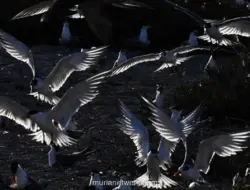 Ribuan Burung Camar Jambul Kecil Bersarang di Pulau Kubbar, Kuwait