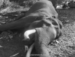 Gajah Sumatera Indro Mati Setelah Fase Musth Berkepanjangan