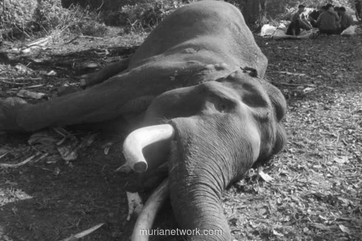 Gajah Sumatera Indro Mati Setelah Fase Musth Berkepanjangan