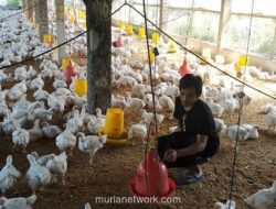 Bapanas dan Peternak Sepakati Harga Ayam Hidup Rp17.000–Rp17.500 per Kilogram, Target Pulih ke Rp19.500