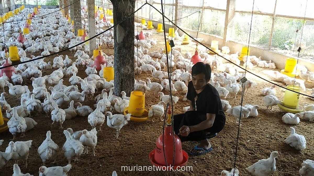 Bapanas dan Peternak Sepakati Harga Ayam Hidup Rp17.000–Rp17.500 per Kilogram, Target Pulih ke Rp19.500