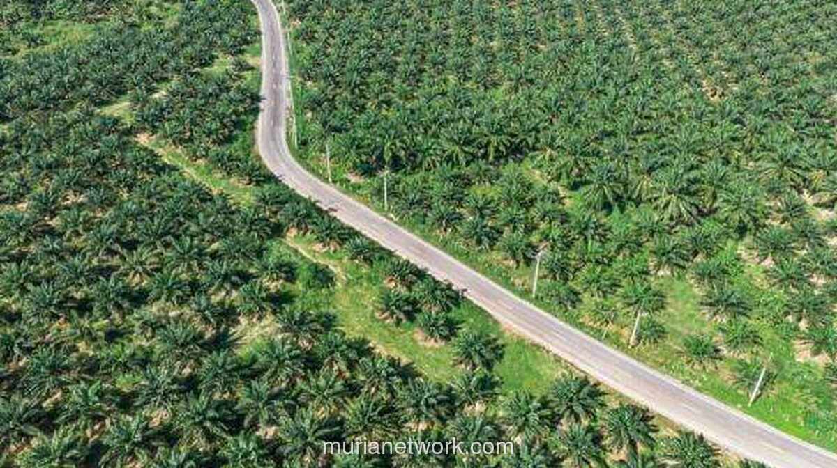 Harga CPO Menguat Didorong Optimisme Pasar Terhadap Mandat Biodiesel B50 Indonesia