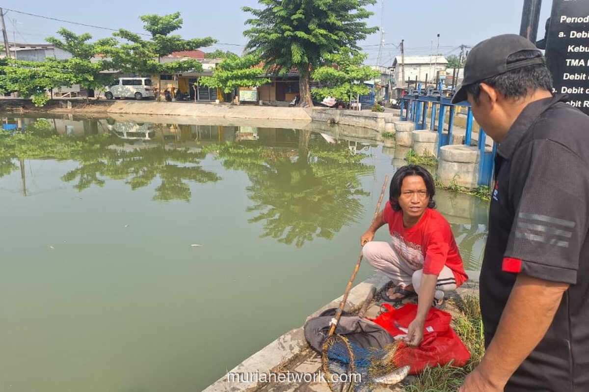Ribuan Ikan Mati Mendadak di Saluran Irigasi Karawang, Warga Berbondong Ambil Ikan Hanyut