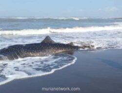 Hiu Tutul Sepanjang 6 Meter Terdampar dan Mati di Pantai Cilacap