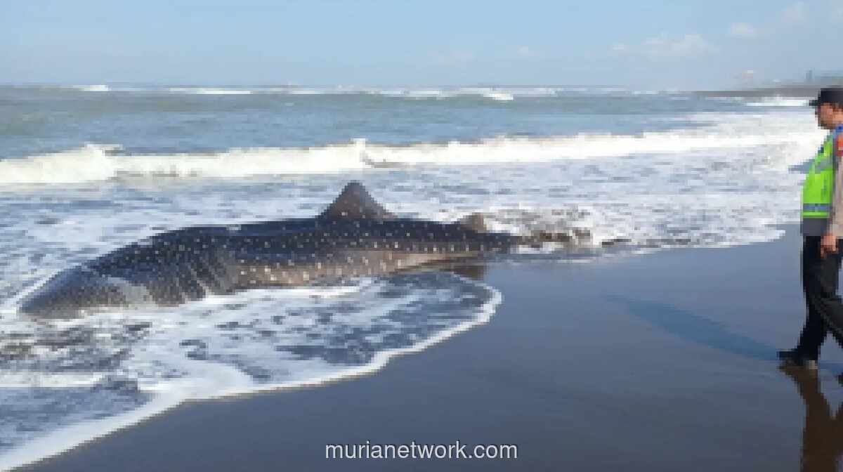 Hiu Tutul Sepanjang 6 Meter Terdampar dan Mati di Pantai Cilacap