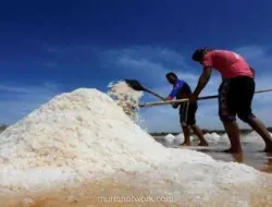 INDEF: Target Swasembada Garam 2027 Terancam Tanpa Neraca Kebutuhan yang Transparan