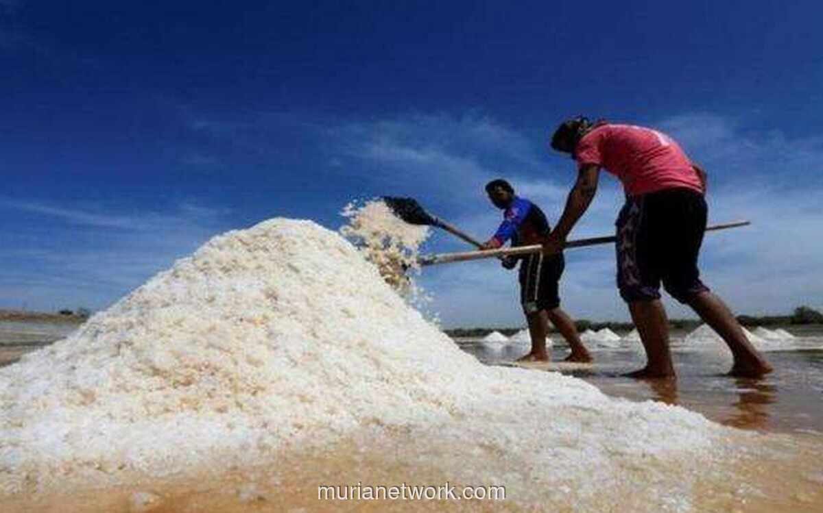 INDEF: Target Swasembada Garam 2027 Terancam Tanpa Neraca Kebutuhan yang Transparan