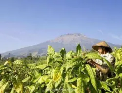 Pemerintah Rampungkan Aturan Turunan PP Tembakau, Industri Khawatir Tekan Petani dan Cukai