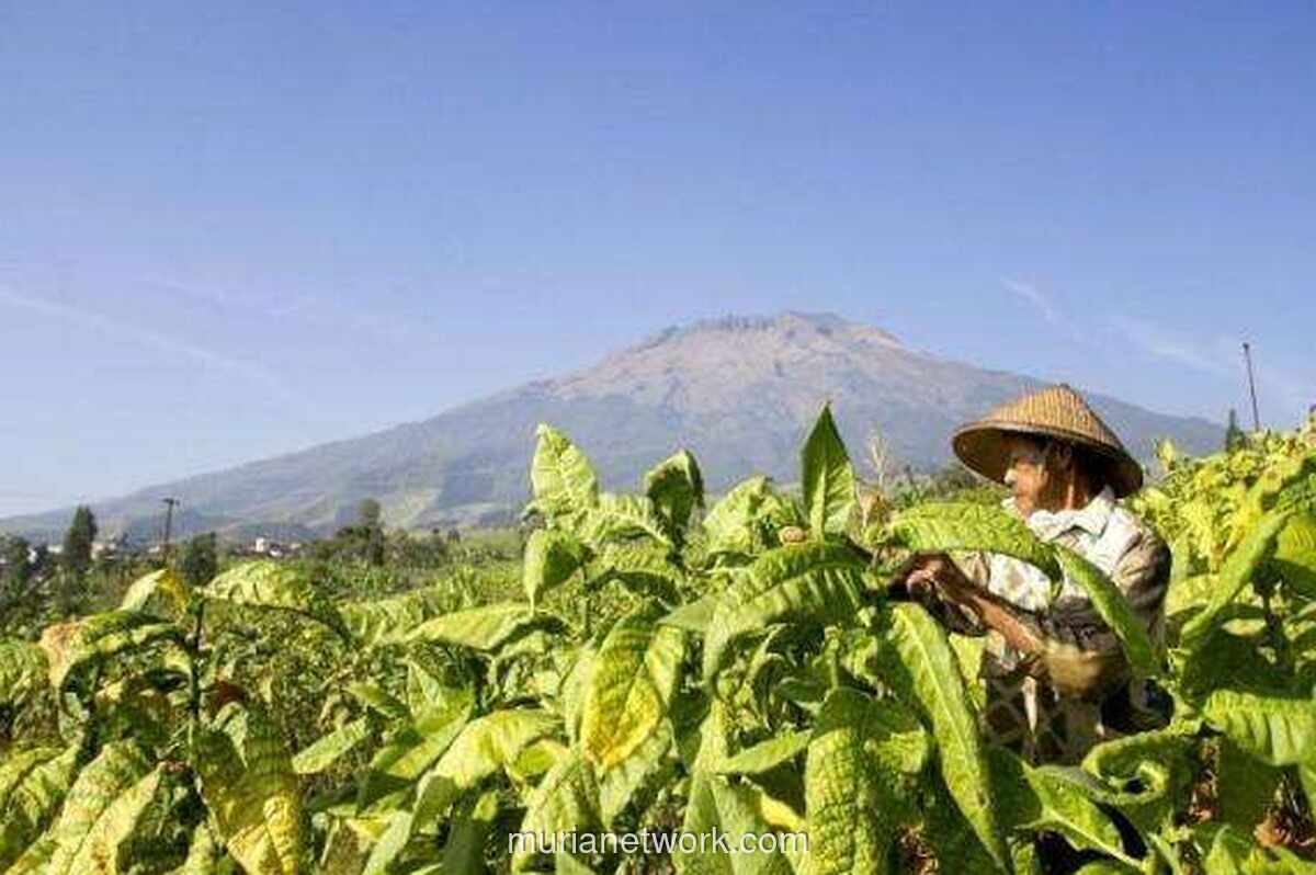 Pemerintah Rampungkan Aturan Turunan PP Tembakau, Industri Khawatir Tekan Petani dan Cukai