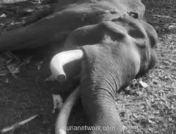 Gajah Sumatera Penjaga Tesso Nilo, Kapten Indro, Mati di Usia 45 Tahun