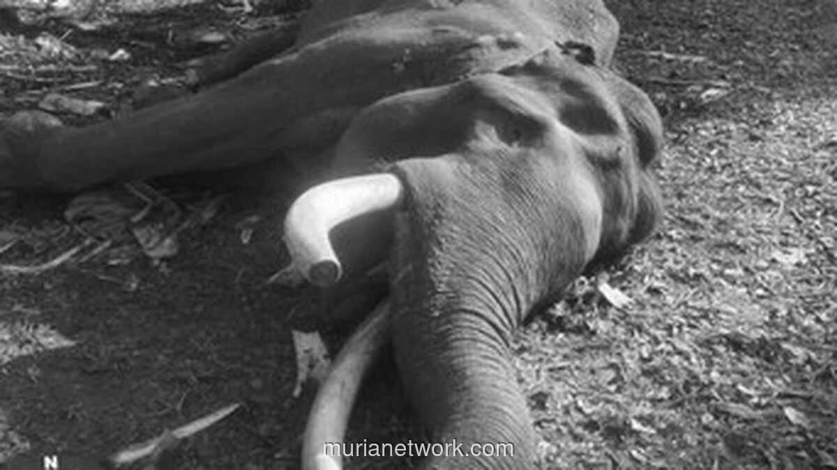 Gajah Sumatera Penjaga Tesso Nilo, Kapten Indro, Mati di Usia 45 Tahun