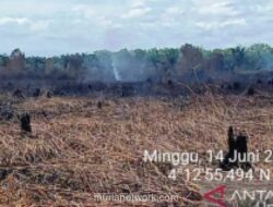 Kebakaran Hutan dan Lahan di Aceh Barat Capai 34 Hektare, Lima Kecamatan Terdampak