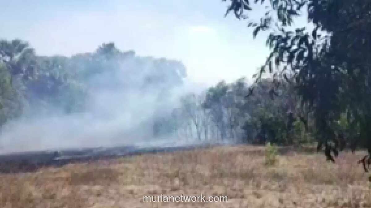 Kebakaran Lahan 20 Hektar di Sabu Raijua Dipicu Sisa Bakar Sampah, Api Berhasil Dipadamkan