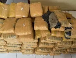 Kecelakaan Mobil di Tapanuli Utara Bongkar Pengiriman 112 Kg Ganja dari Madina ke Medan