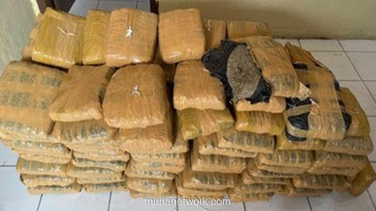 Kecelakaan Mobil di Tapanuli Utara Bongkar Pengiriman 112 Kg Ganja dari Madina ke Medan