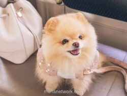 Pelaku Pelecehan Anjing di Kafe Penjaringan Jalani Pemeriksaan Kejiwaan