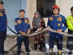 Ular King Kobra Sepanjang Empat Meter Dievakuasi dari Garasi Rumah Warga Bogor