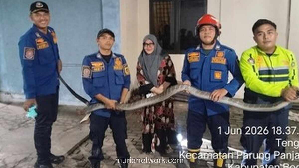 Ular King Kobra Sepanjang Empat Meter Dievakuasi dari Garasi Rumah Warga Bogor