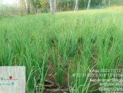 Paradoks Panen Raya: Petani Bima Terpaksa Hengkang ke Jakarta