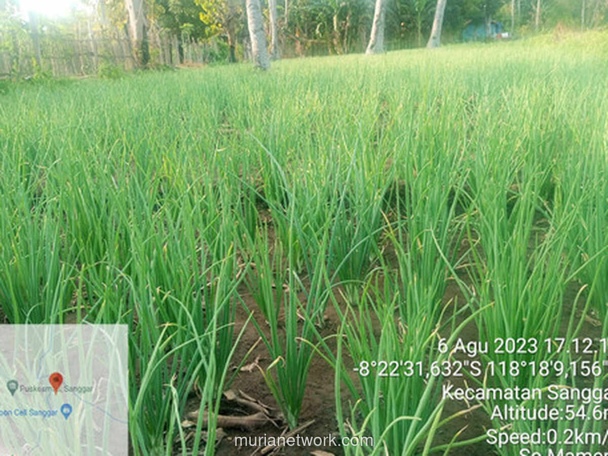 Paradoks Panen Raya: Petani Bima Terpaksa Hengkang ke Jakarta